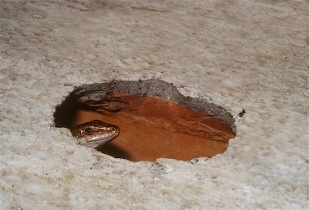 portrait of lizard in your hole that looking an ant Stock Photo - Budget Royalty-Free & Subscription, Code: 400-04824913