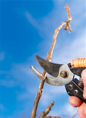 Cutting branch on apple tree with pruners. Photographie de stock - Aubaine LD & Abonnement, Code: 400-04825076