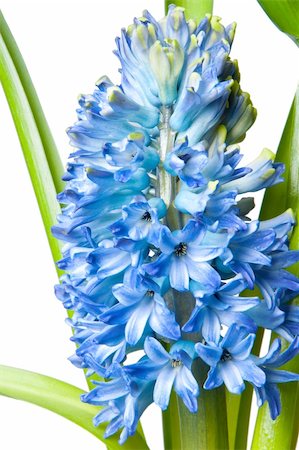 one beautiful  hyacinth on white Stock Photo - Budget Royalty-Free & Subscription, Code: 400-04825306