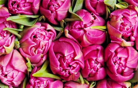 simsearch:400-04340566,k - beautiful pink double tulips, background, Photographie de stock - Aubaine LD & Abonnement, Code: 400-04825307