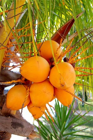 Coconuts in palm tree ripe yellow orange color fruit Stockbilder - Microstock & Abonnement, Bildnummer: 400-04825356