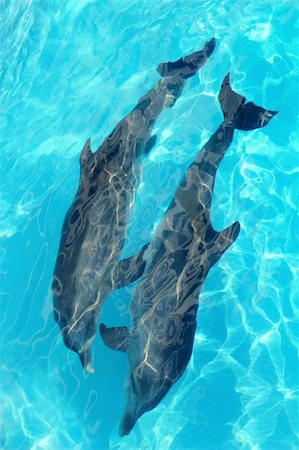 dolphins couple top high angle view turquoise water swimming Stock Photo - Budget Royalty-Free & Subscription, Code: 400-04825375