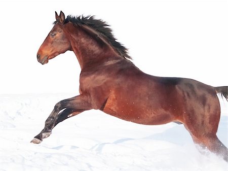 jumping bay horse at freedom outdoor sunny winter day Foto de stock - Royalty-Free Super Valor e Assinatura, Número: 400-04829517
