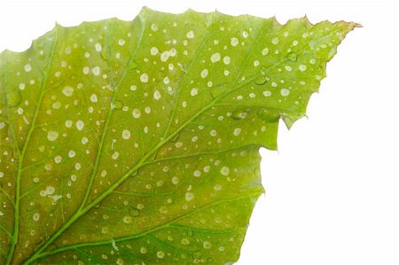 Texture of a wet green leaf as background isolated over white Photographie de stock - Aubaine LD & Abonnement, Code: 400-04829855