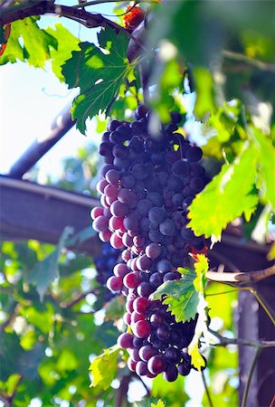 The bunch of red grape in vineyard. outdoors in Italy Stock Photo - Budget Royalty-Free & Subscription, Code: 400-04829930