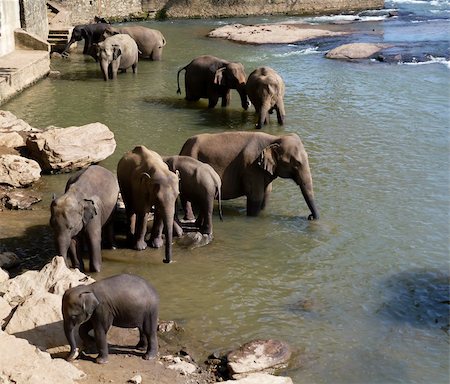 stone elephants - Elephants bath in Sri Lankan river water Stock Photo - Budget Royalty-Free & Subscription, Code: 400-04820201