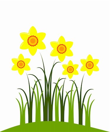 daffodil flower - vector abstract narcissuses on white background, Adobe Illustrator 8 format Stock Photo - Budget Royalty-Free & Subscription, Code: 400-04820241