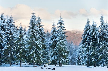 simsearch:400-04319458,k - winter sunset mountain landscape with fir trees forest  (Carpathian, Ukraine) Stock Photo - Budget Royalty-Free & Subscription, Code: 400-04820243