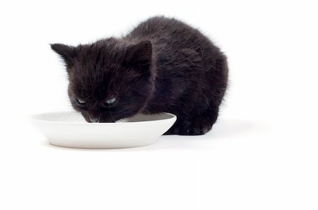 simsearch:400-07715679,k - Shot of little cute black kitten isolated on white Foto de stock - Super Valor sin royalties y Suscripción, Código: 400-04820326