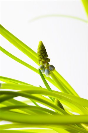 Close-up of muscari flower on a white background Stock Photo - Budget Royalty-Free & Subscription, Code: 400-04820350