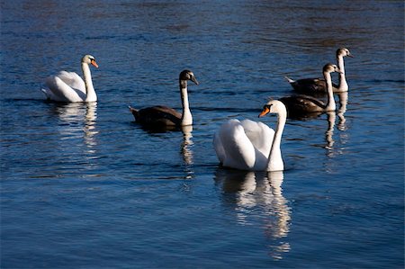 simsearch:400-04519224,k - Swan family in the river at the evening sunlight. Photographie de stock - Aubaine LD & Abonnement, Code: 400-04820725