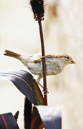 simsearch:400-06423262,k - A sparrow eating grass seeds from ear Photographie de stock - Aubaine LD & Abonnement, Code: 400-04820754