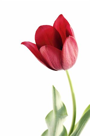 red floral background with black leaves - Bordeau red tulip against the white background Stock Photo - Budget Royalty-Free & Subscription, Code: 400-04820845