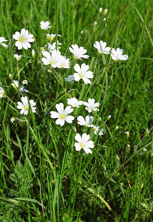 simsearch:400-08555878,k - White daisies to the  fresher green grass Foto de stock - Royalty-Free Super Valor e Assinatura, Número: 400-04821031