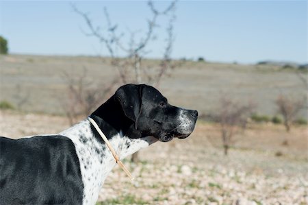 simsearch:400-04288829,k - Black and white pointer hunting dog in full alertness Photographie de stock - Aubaine LD & Abonnement, Code: 400-04821322