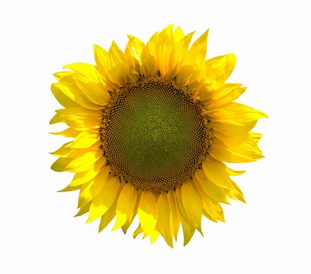 simsearch:400-07036242,k - Sunflower isolated on white background Photographie de stock - Aubaine LD & Abonnement, Code: 400-04821418