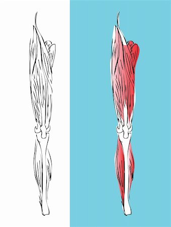 simsearch:400-05311566,k - Anatomic leg muscular system Stockbilder - Microstock & Abonnement, Bildnummer: 400-04821430