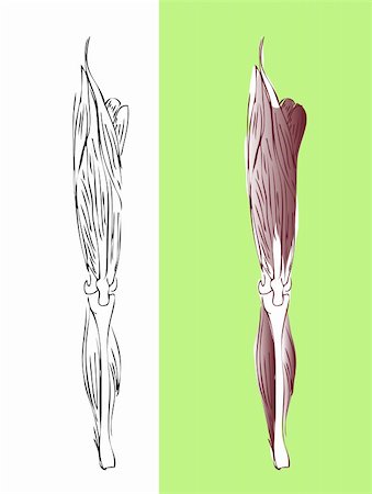 simsearch:400-05311566,k - Anatomic leg muscular system Stockbilder - Microstock & Abonnement, Bildnummer: 400-04821431