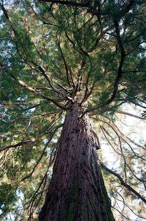 platane tree - Cedar tree on flower island of Mainau Photographie de stock - Aubaine LD & Abonnement, Code: 400-04821608