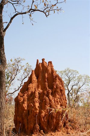 A tall single termite mound in Pendjari National Park, Benin Foto de stock - Super Valor sin royalties y Suscripción, Código: 400-04821995