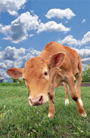 Beautiful red calf in a meadow on the background of the cloudy sky Stock Photo - Budget Royalty-Free & Subscription, Code: 400-04822041