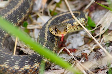 eastern usa - An angry Garter Snake (Thamnophis sirtalis) at Deer Run Forest Preserve of Illinois. Stock Photo - Budget Royalty-Free & Subscription, Code: 400-04822056