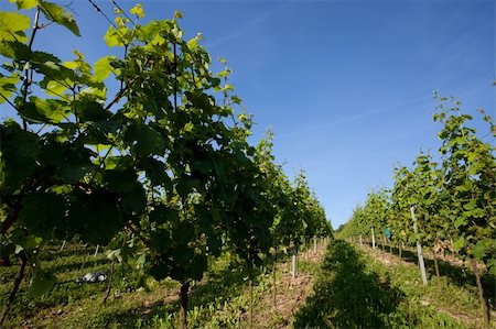 simsearch:614-03697365,k - Vineyard in Southwest Germany Rhineland Palatinate in Summer Foto de stock - Royalty-Free Super Valor e Assinatura, Número: 400-04822238