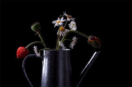 poppies pods - Still Life with poppies and daisies in old can Stock Photo - Budget Royalty-Free & Subscription, Code: 400-04822244