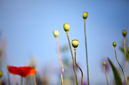 poppies pods - Poppy flowers growing wild on meadows in summer Stock Photo - Budget Royalty-Free & Subscription, Code: 400-04822245