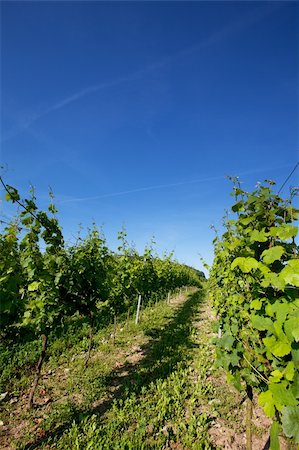 simsearch:614-03697365,k - Vineyard in Southwest Germany Rhineland Palatinate in Summer Foto de stock - Royalty-Free Super Valor e Assinatura, Número: 400-04822254