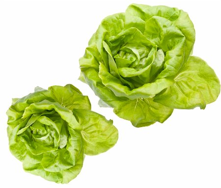 Hydroponic Bibb Lettuce Isolated on White. Foto de stock - Royalty-Free Super Valor e Assinatura, Número: 400-04822284