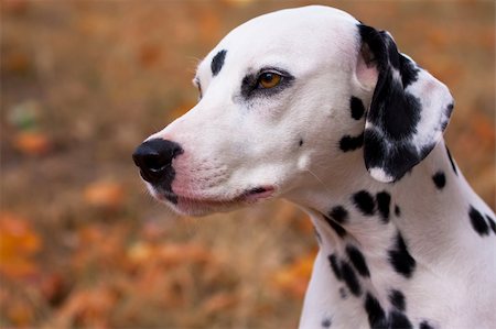 female dalmatian - Dalmatian dog portrait yellow autumn background Stock Photo - Budget Royalty-Free & Subscription, Code: 400-04822674