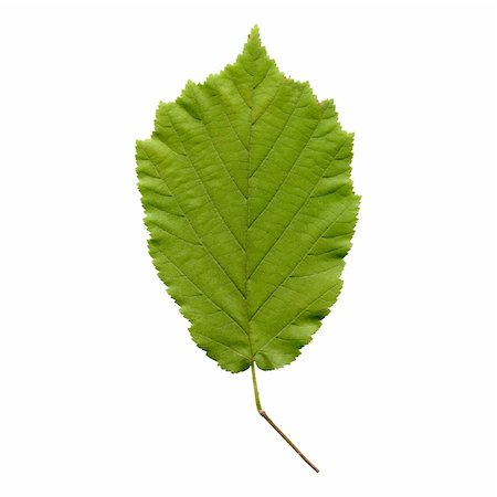 Hazelnut tree leaf - isolated over white background - front side Foto de stock - Royalty-Free Super Valor e Assinatura, Número: 400-04823019