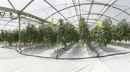 Hydroponic cultivation of tomatoes in greenhouse Stock Photo - Budget Royalty-Free & Subscription, Code: 400-04823458