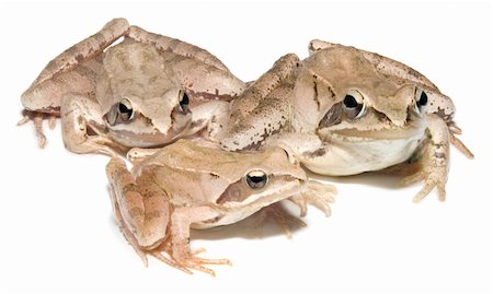 simsearch:700-00021622,k - European common brown Frog family Stock Photo - Budget Royalty-Free & Subscription, Code: 400-04823791