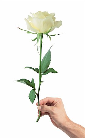 white rose in man's hand isolated on white background Stock Photo - Budget Royalty-Free & Subscription, Code: 400-04834006