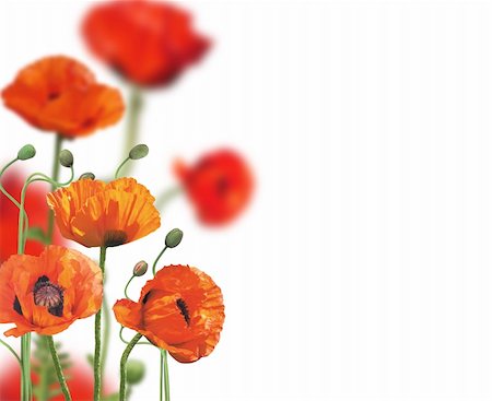 Beautiful Poppies Border Stock Photo - Budget Royalty-Free & Subscription, Code: 400-04834012