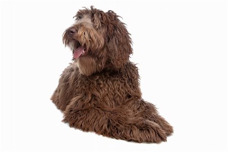 Labradoodle in front of a white background Stock Photo - Budget Royalty-Free & Subscription, Code: 400-04834255