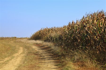 Country road in autumn, near a maize field. Stock Photo - Budget Royalty-Free & Subscription, Code: 400-04834413