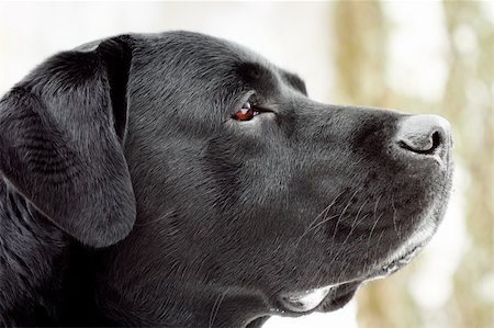 Labrador's head in profile. Close-up, shallow depth of field. Stock Photo - Budget Royalty-Free & Subscription, Code: 400-04834502