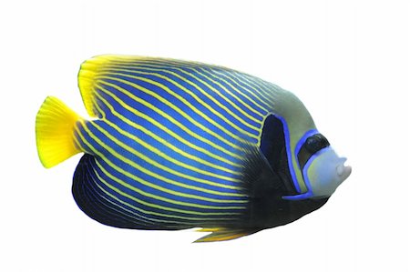 Emperor Angelfish (Pomacanthus imperator) Isolated on white background Stock Photo - Budget Royalty-Free & Subscription, Code: 400-04834521