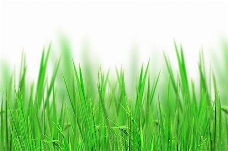 simsearch:400-04324218,k - fresh grass for background Photographie de stock - Aubaine LD & Abonnement, Code: 400-04834591