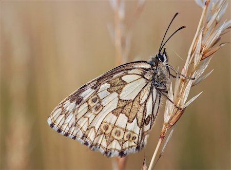 satyr - Detail (close-up) of a satyrid butterfly Stockbilder - Microstock & Abonnement, Bildnummer: 400-04834636