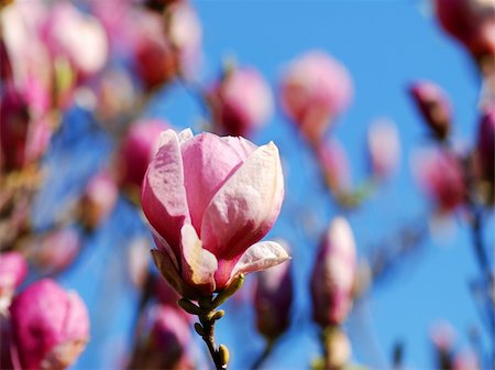 simsearch:400-07169748,k - Beautiful pink bloom of magnolia with and a blurred tree in the background Photographie de stock - Aubaine LD & Abonnement, Code: 400-04835233