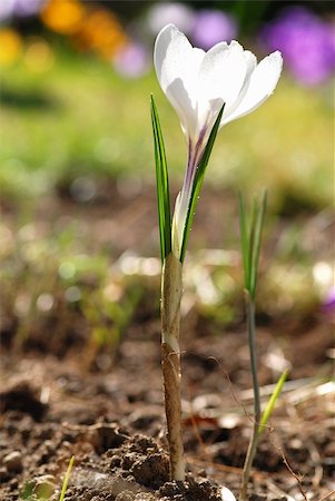 simsearch:400-05125270,k - White Crocus flower in the grass with shallow DOF Stock Photo - Budget Royalty-Free & Subscription, Code: 400-04835248