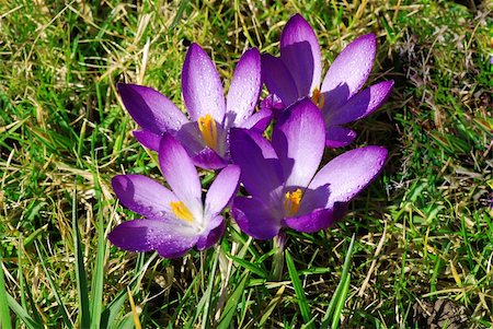 simsearch:400-05125270,k - Crocus flowers in the grass with shallow DOF Stock Photo - Budget Royalty-Free & Subscription, Code: 400-04835241