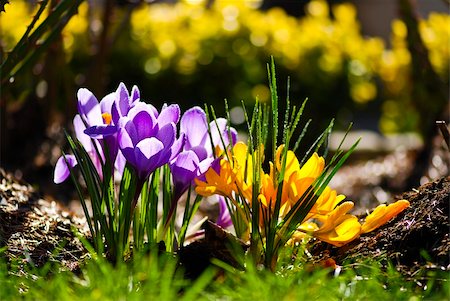 simsearch:400-05125270,k - Crocus flowers in the soil with leaves Stock Photo - Budget Royalty-Free & Subscription, Code: 400-04835243