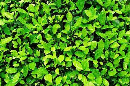 simsearch:400-05731622,k - Close-up image of fresh spring green leaf Stock Photo - Budget Royalty-Free & Subscription, Code: 400-04835606
