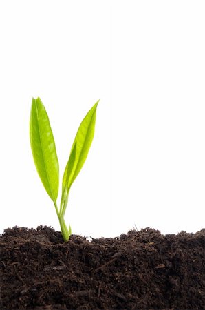 future protections to earth - young plant on white with copyspace showing gardening agriculture or growth concept Stock Photo - Budget Royalty-Free & Subscription, Code: 400-04835708