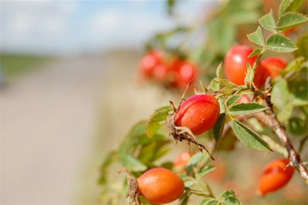 rosa canina - this is the beauty of the summer. Photographie de stock - Aubaine LD & Abonnement, Code: 400-04835729